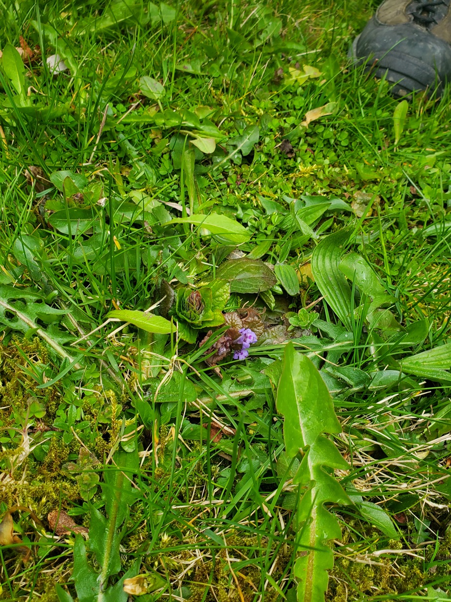 Die jungen Wilden - Frühlingserwachen